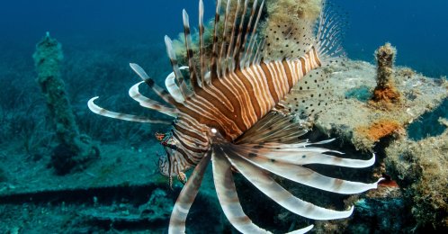 A lionfish rests on an artificial reef structure in the waters off Seferihisar's Sığacık coast, Izmir, western Türkiye, July 18, 2026. (AA Photo)