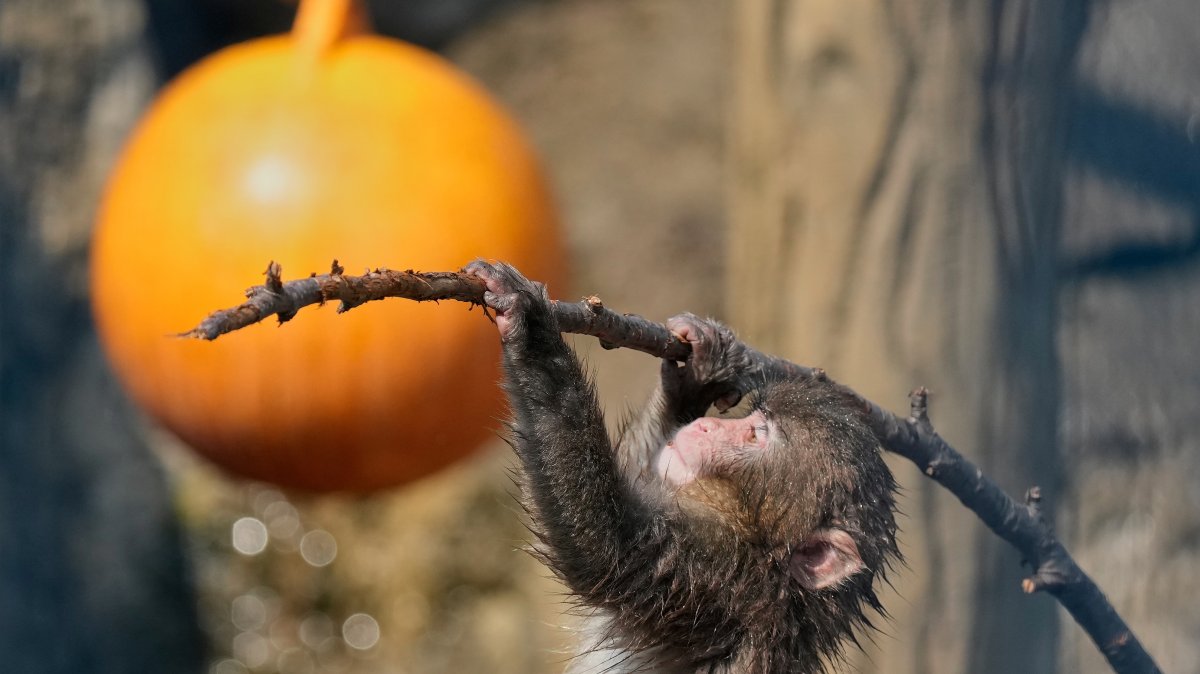 Punch, a young Japanese macaque, plays at Ichikawa City Zoological and Botanical Garden, Ichikawa, east of Tokyo, Japan, July 23, 2026. (AP Photo)