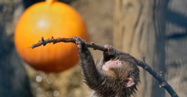 Punch, a young Japanese macaque, plays at Ichikawa City Zoological and Botanical Garden, Ichikawa, east of Tokyo, Japan, July 23, 2026. (AP Photo)