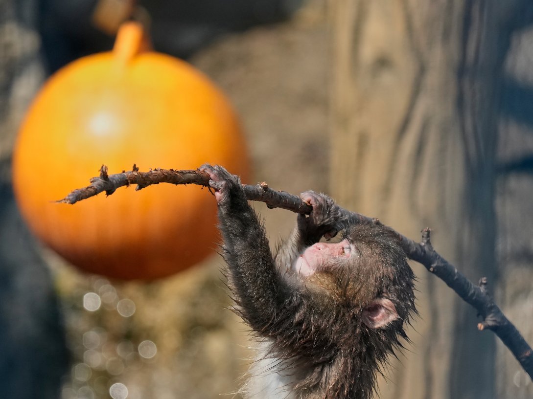 Punch, a young Japanese macaque, plays at Ichikawa City Zoological and Botanical Garden, Ichikawa, east of Tokyo, Japan, July 23, 2026. (AP Photo)
