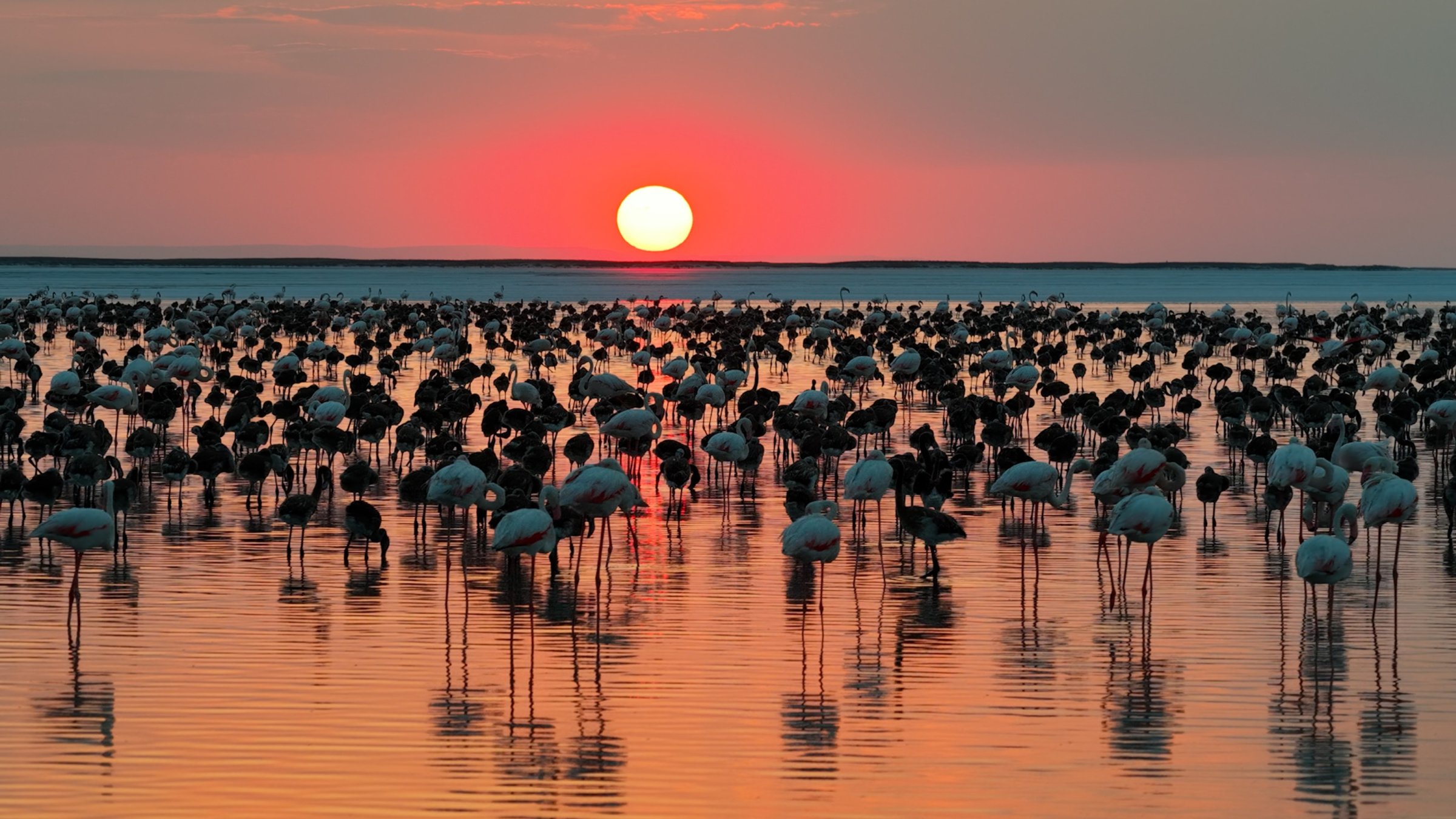 An undated view of Flamingos at Lake Tuz, central Türkiye. (AA Photo)