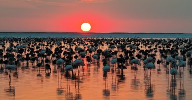 An undated view of Flamingos at Lake Tuz, central Türkiye. (AA Photo)