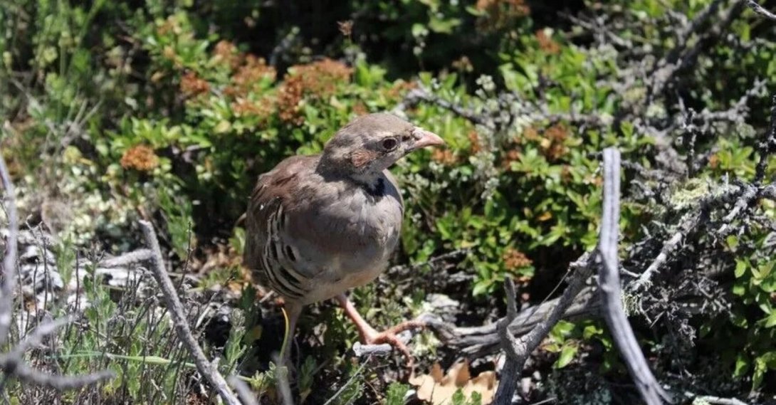 A partridge is released into the wild in Kızılcahamam, Ankara, Türkiye, July 29, 2026. (AA Photo) 