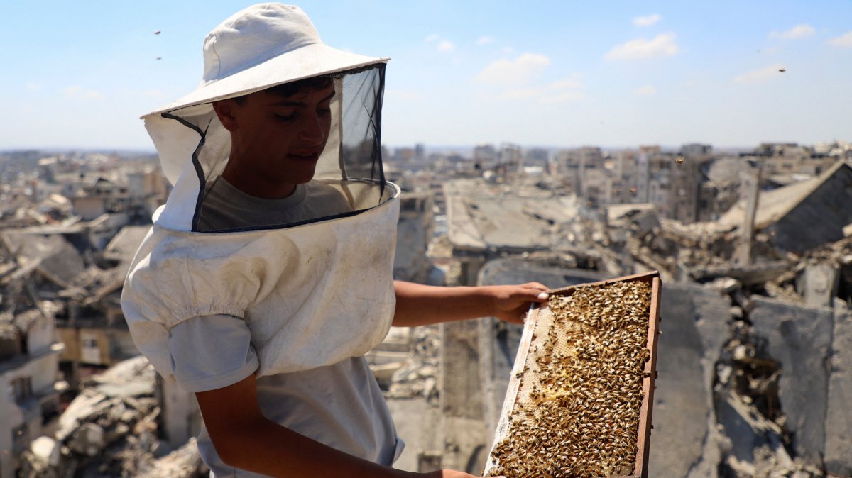 A Palestinian beekeeper holds a beehive frame while inspecting hives installed on top of a ruined building, amid widespread destruction and a shortage of space, Gaza City, Palestine, June 25, 2026. (Reuters Photo)