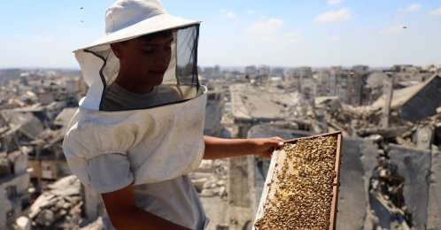 A Palestinian beekeeper holds a beehive frame while inspecting hives installed on top of a ruined building, amid widespread destruction and a shortage of space, Gaza City, Palestine, June 25, 2026. (Reuters Photo)