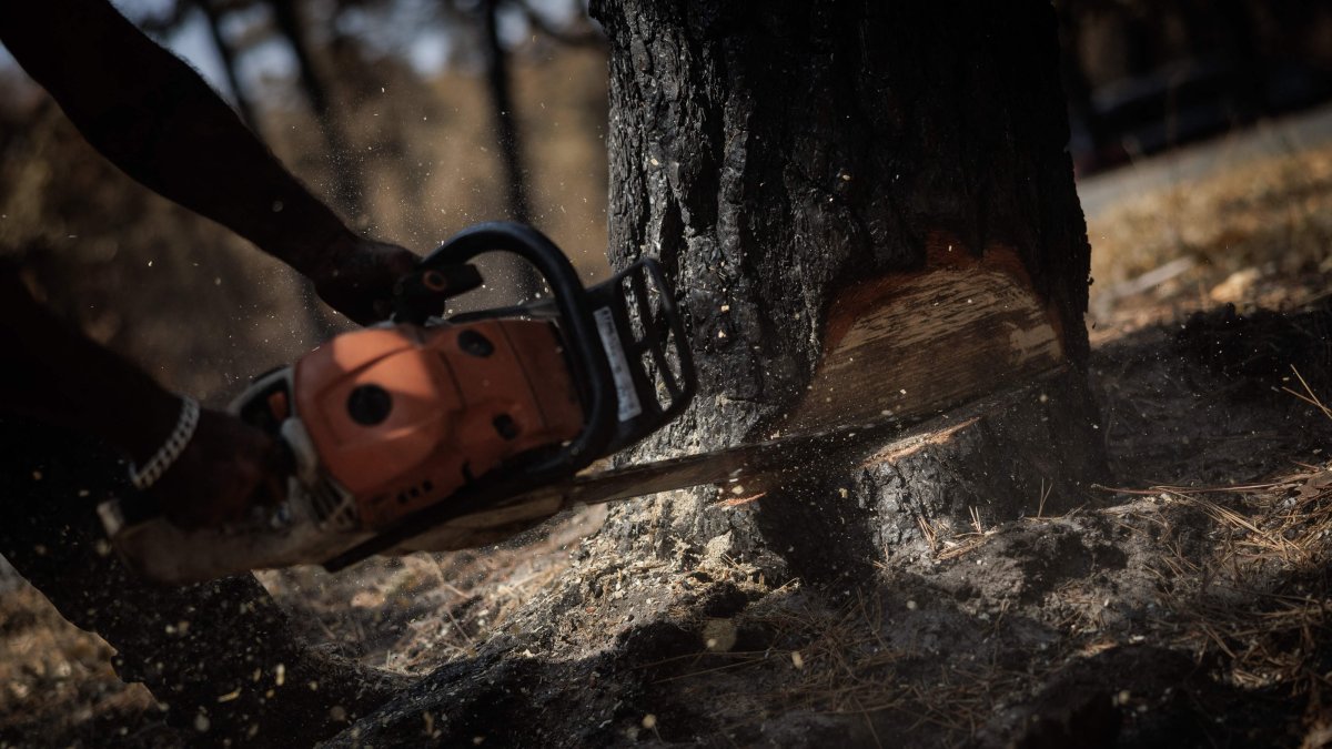  A logger cuts a burned tree with a chainsaw following a fire in the Fontainebleau Forest, Noisy-sur-Ecole, France, July 30, 2026. (AFP Photo)