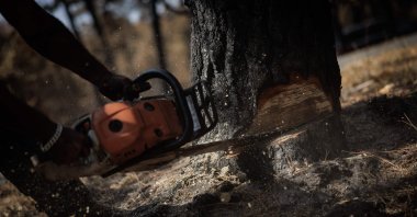  A logger cuts a burned tree with a chainsaw following a fire in the Fontainebleau Forest, Noisy-sur-Ecole, France, July 30, 2026. (AFP Photo)