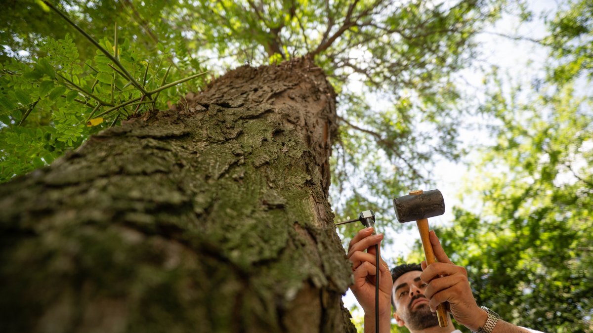 A specialist inspects a centuries-old tree as part of a conservation project, Istanbul, Türkiye, July 23, 2026. (AA Photo)