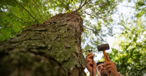 A specialist inspects a centuries-old tree as part of a conservation project, Istanbul, Türkiye, July 23, 2026. (AA Photo)