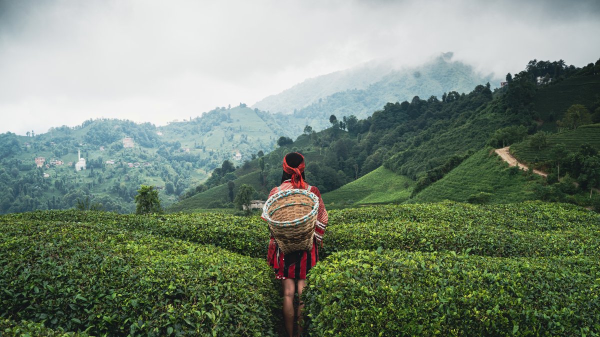 A woman wearing traditional harvesting attire and carrying a wicker basket looks across the terraced tea plantations of Çayeli, where generations of growers have cultivated Türkiye’s renowned black tea on the steep hillsides overlooking the Black Sea, Rize, Türkiye. (Shutterstock Photo)
