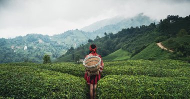 A woman wearing traditional harvesting attire and carrying a wicker basket looks across the terraced tea plantations of Çayeli, where generations of growers have cultivated Türkiye’s renowned black tea on the steep hillsides overlooking the Black Sea, Rize, Türkiye. (Shutterstock Photo)