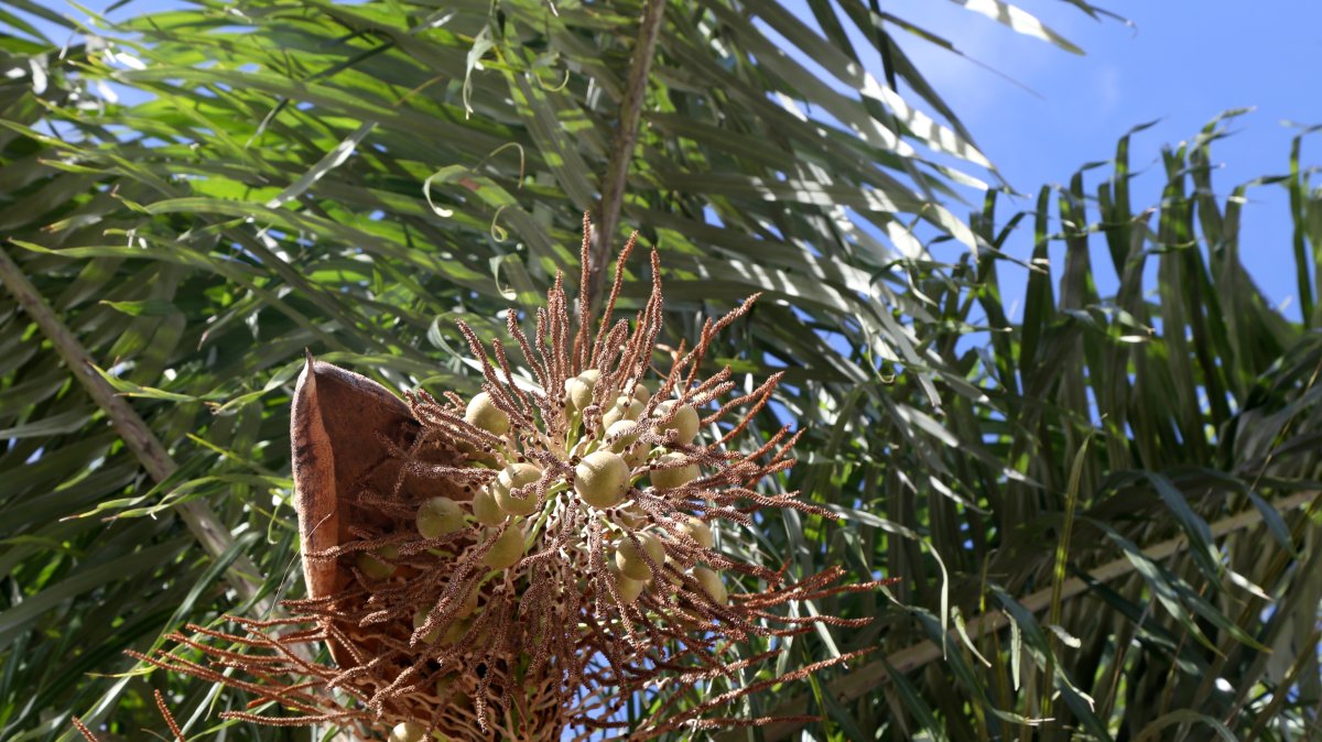 Brazilian palm trees, also known as Acrocomia aculeata, are seen in this undated stock photo. (Shuttersrock Photo)