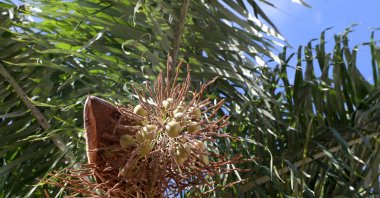 Brazilian palm trees, also known as Acrocomia aculeata, are seen in this undated stock photo. (Shuttersrock Photo)
