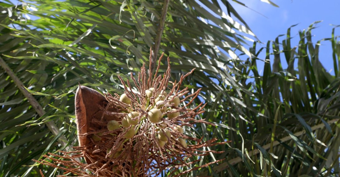 Brazilian palm trees, also known as Acrocomia aculeata, are seen in this undated stock photo. (Shuttersrock Photo)