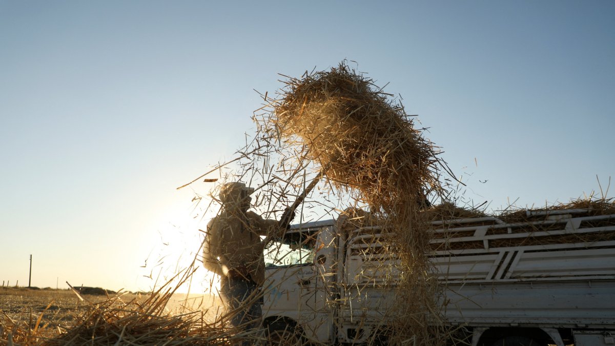 A worker loads straws onto a truck after harvest on a wheat field, in Qamishli, Syria, July 13, 2026. (Reuters Photo)