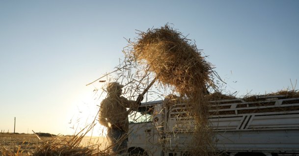 A worker loads straws onto a truck after harvest on a wheat field, in Qamishli, Syria, July 13, 2026. (Reuters Photo)