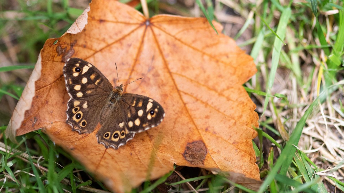 A Speckled wood butterfly, a flying insect, on a fallen leaf at the Parc Floral, Paris, France, July 29, 2025. (AFP Photo)