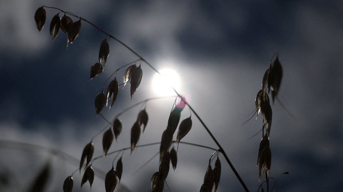 A cereal crop grows after Britain’s Environment Agency declared seven areas of England to be in drought, near Andover, Britain, Aug. 4, 2026.