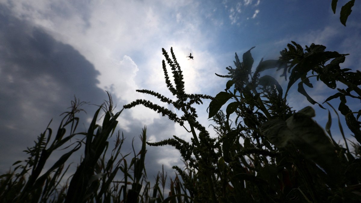Corn plants affected by hot weather and a lack of rain stand on a farm in Chivilcoy, on the outskirts of Buenos Aires, Argentina, Feb. 5, 2026. (Reuters Photo)