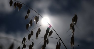 A cereal crop grows after Britain’s Environment Agency declared seven areas of England to be in drought, near Andover, Britain, Aug. 4, 2026.