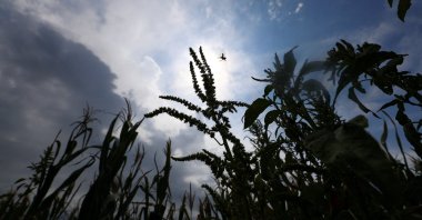 Corn plants affected by hot weather and a lack of rain stand on a farm in Chivilcoy, on the outskirts of Buenos Aires, Argentina, Feb. 5, 2026. (Reuters Photo)