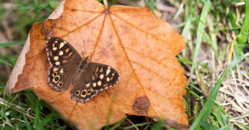 A Speckled wood butterfly, a flying insect, on a fallen leaf at the Parc Floral, Paris, France, July 29, 2025. (AFP Photo)