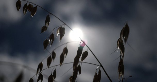 A cereal crop grows after Britain’s Environment Agency declared seven areas of England to be in drought, near Andover, Britain, Aug. 4, 2026.