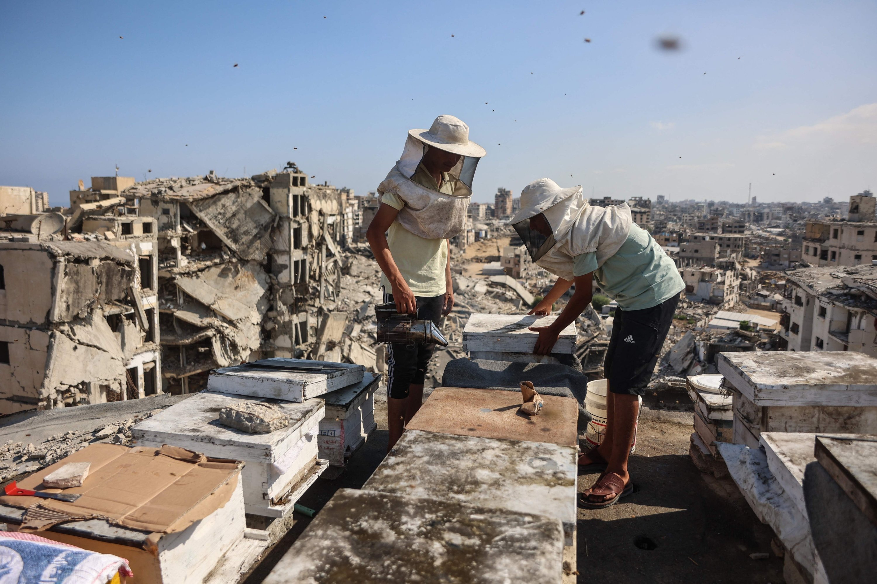 Gaza’s rooftop beekeepers nurture hope amid war’s destruction