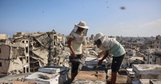 The sons of Ibrahim al-Dabba, head of the Beekeepers Cooperative in the Gaza Strip, tend to beehives with their father on the roof of a destroyed building in Tel al-Hawa neighbourhood, where the displaced family has taken refuge, Gaza City, Palestine, Aug. 5, 2026. (AFP Photo)