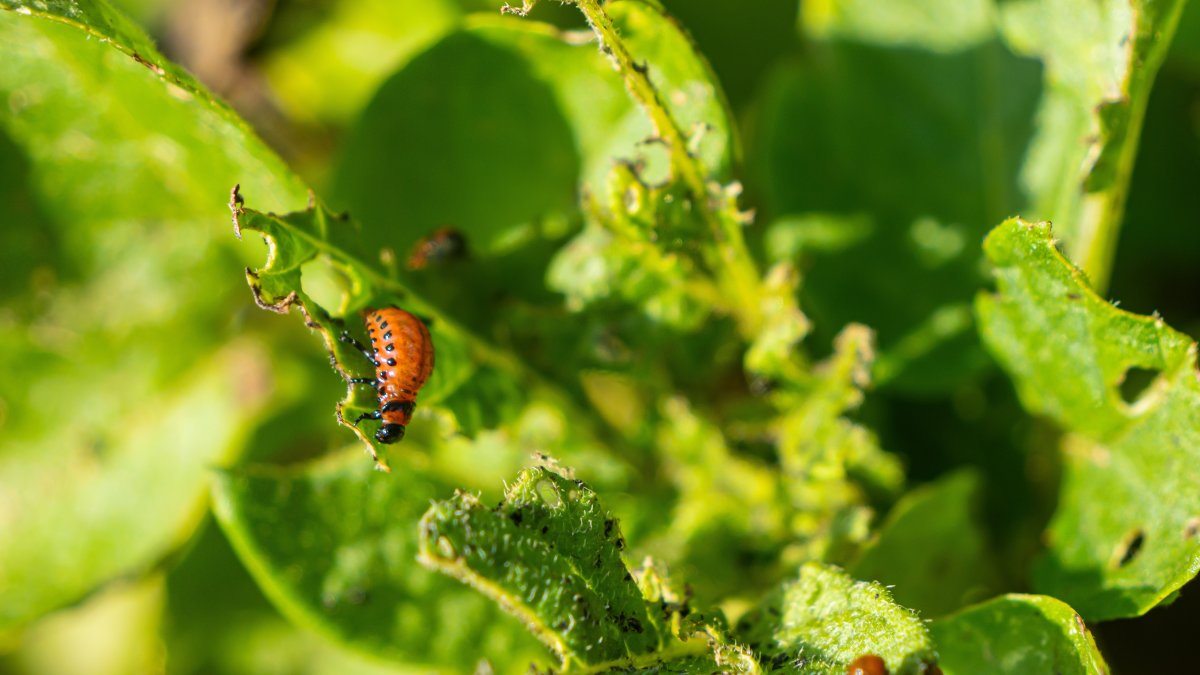 A Colorado potato beetle larva feeds on potato leaves, causing damage to the plant. (Shutterstock Photo)