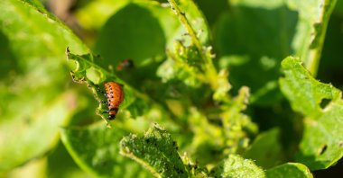 A Colorado potato beetle larva feeds on potato leaves, causing damage to the plant. (Shutterstock Photo)
