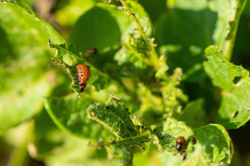 A Colorado potato beetle larva feeds on potato leaves, causing damage to the plant. (Shutterstock Photo)