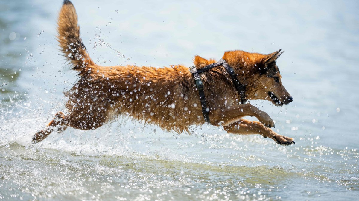 A dog cools off in the waters of the Danube, Vienna, Austria, Aug. 6, 2026 (AFP Photo)