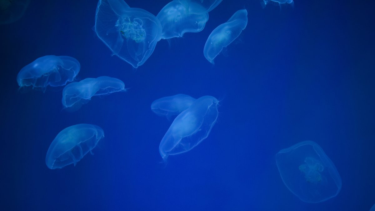 A dark blue ocean background with numerous white jellyfish. (Shutterstock Photo)