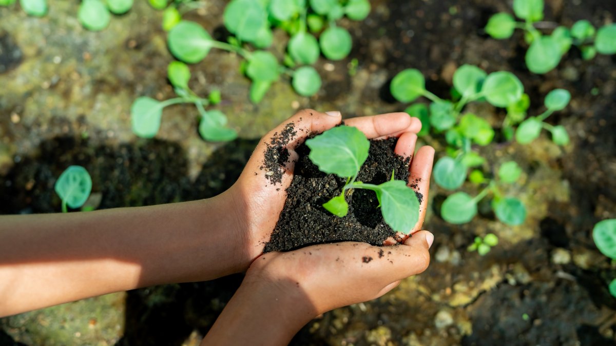 A woman holds organic vegetable seedlings in her hand. (Shutterstock Photo)