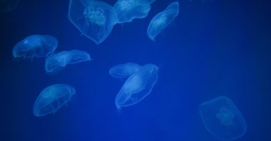 A dark blue ocean background with numerous white jellyfish. (Shutterstock Photo)