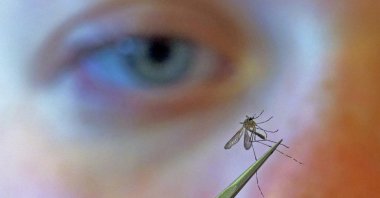 This file photo shows a biologist examining a mosquito for the West Nile virus in Salt Lake City, U.S., Aug. 26, 2019. (AP Photo)