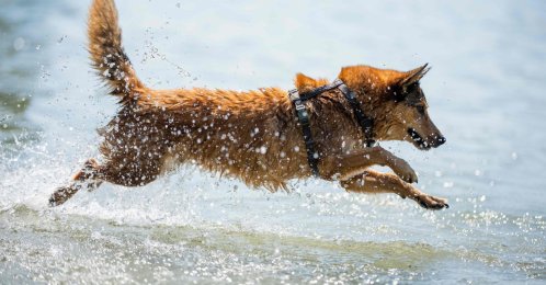A dog cools off in the waters of the Danube, Vienna, Austria, Aug. 6, 2026 (AFP Photo)