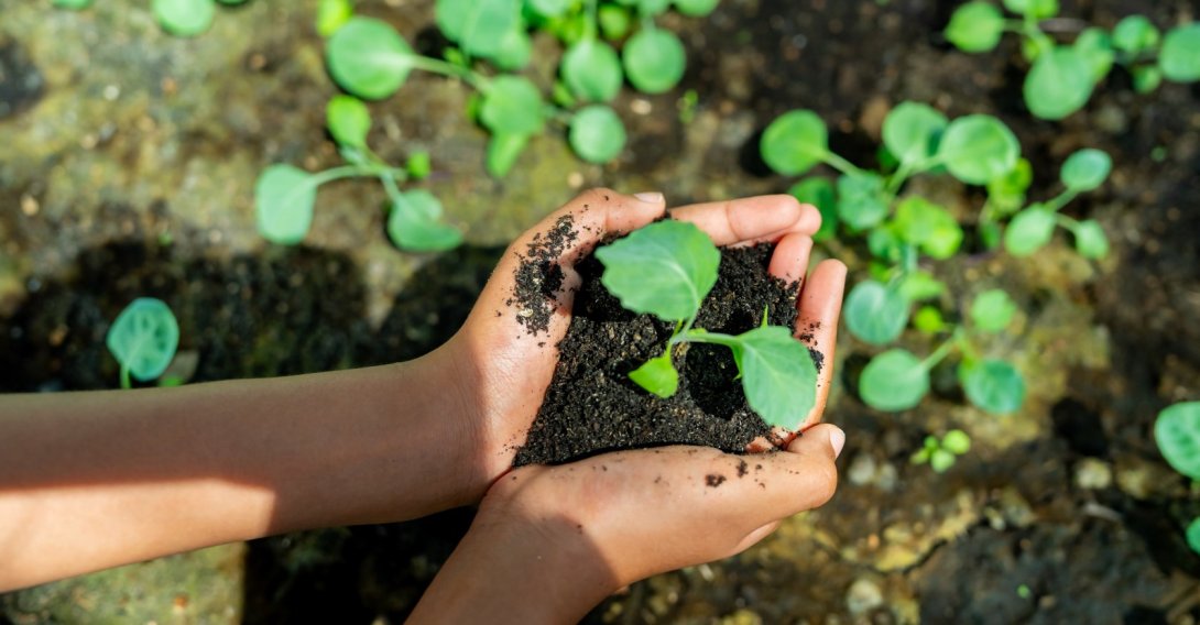 A woman holds organic vegetable seedlings in her hand. (Shutterstock Photo)