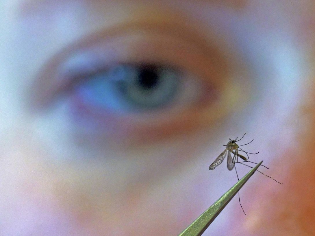 This file photo shows a biologist examining a mosquito for the West Nile virus in Salt Lake City, U.S., Aug. 26, 2019. (AP Photo)