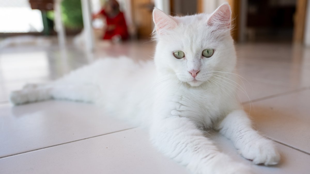 An Ankara cat, also known as the Turkish Angora, lies on the floor at the Ankara Cat Protection, Preservation and Promotion Center, Ankara, Türkiye, Aug. 5, 2026. (AA Photo)