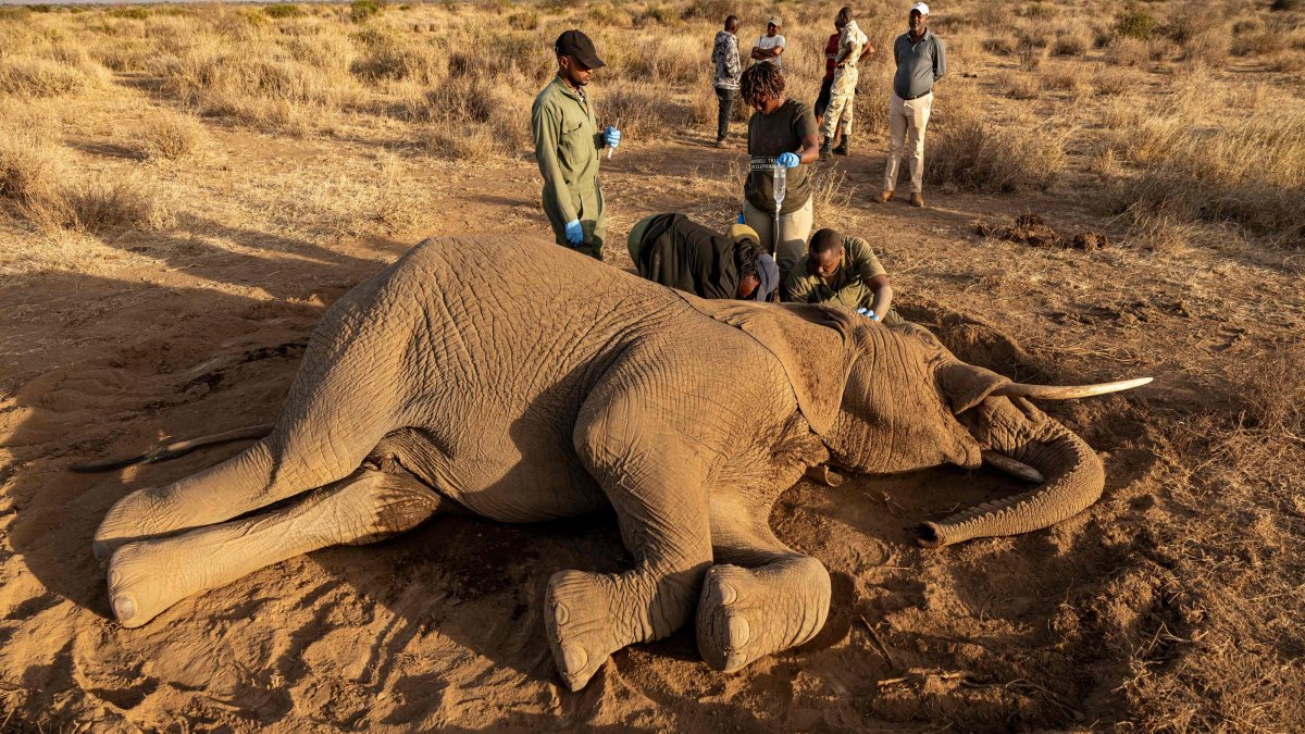 Veterinary officers from the Sheldrick Wildlife Trust and Kenya Wildlife Service (KWS) attend to a male elephant lying on the ground after falling ill at Kitenden B Community Conservancy in Amboseli, Kajiado County, Kenya, Aug. 12, 2026. (AFP Photo)