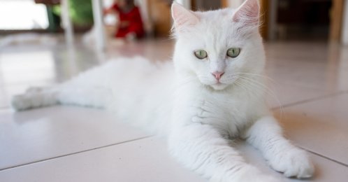 An Ankara cat, also known as the Turkish Angora, lies on the floor at the Ankara Cat Protection, Preservation and Promotion Center, Ankara, Türkiye, Aug. 5, 2026. (AA Photo)