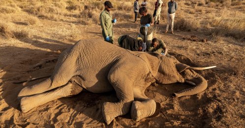 Veterinary officers from the Sheldrick Wildlife Trust and Kenya Wildlife Service (KWS) attend to a male elephant lying on the ground after falling ill at Kitenden B Community Conservancy in Amboseli, Kajiado County, Kenya, Aug. 12, 2026. (AFP Photo)