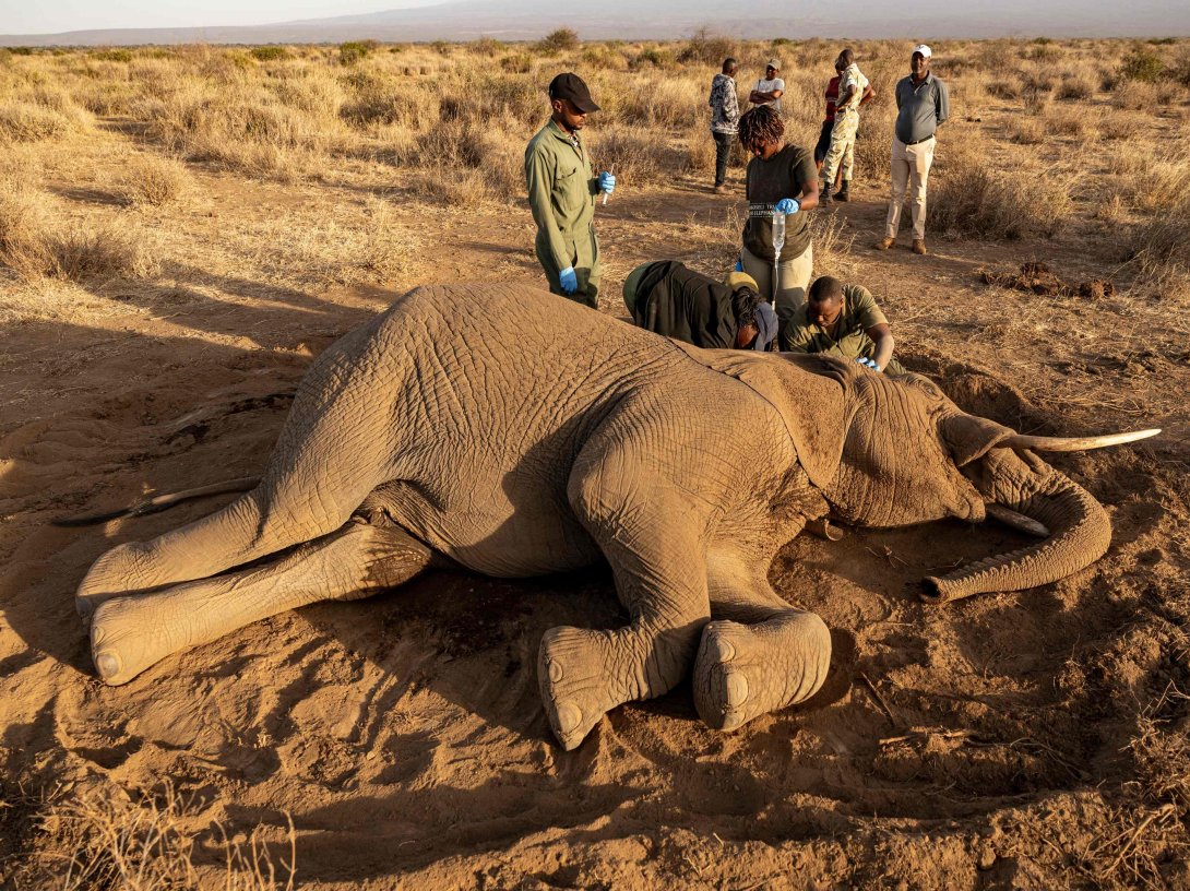 Veterinary officers from the Sheldrick Wildlife Trust and Kenya Wildlife Service (KWS) attend to a male elephant lying on the ground after falling ill at Kitenden B Community Conservancy in Amboseli, Kajiado County, Kenya, Aug. 12, 2026. (AFP Photo)