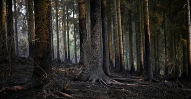 A view of a burned area in a forest as a wildfire approaches a residential area where several hundred residents have been ordered to evacuate their houses in Hürtgenwald-Gey, west of Cologne, Germany, Aug. 15, 2026. (Reuters Photo)