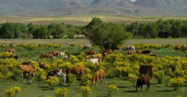 Cows grazing in the countryside, Erzurum, Türkiye. (Shutterstock Photo)