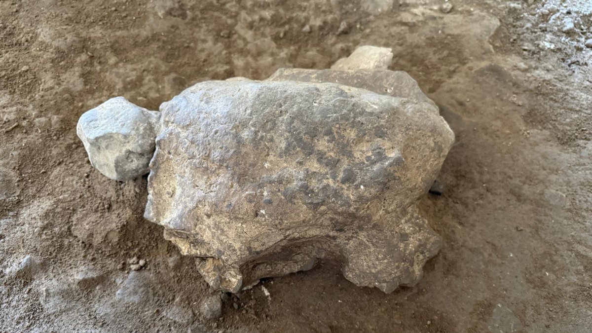 A turtle figurine believed to date back as far as 16,500 years are seen at Gedikkaya Hill and In Cave archaeological site, Bilecik, northwestern Türkiye, July 28, 2026. (AA Photo)