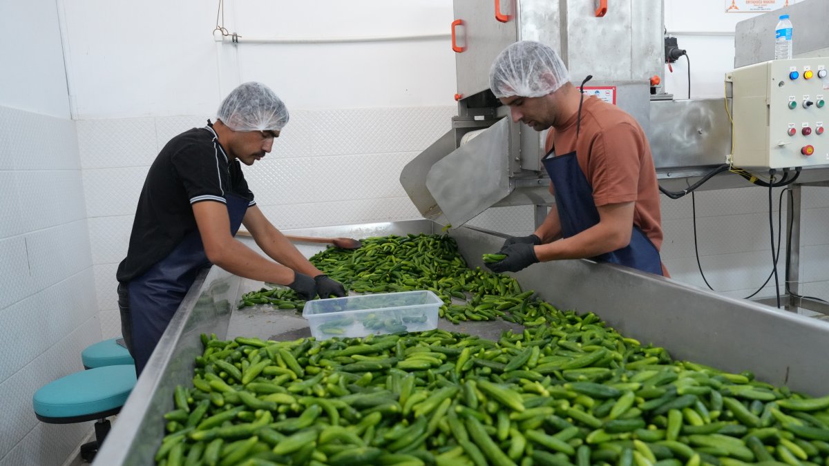Workers prepare traditional pickles at a production facility, Çubuk, Ankara, Türkiye, Aug. 19, 2026. (AA Photo)