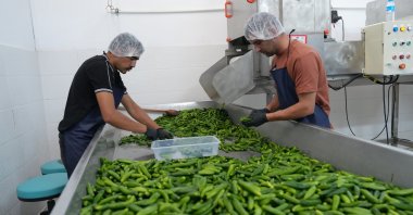 Workers prepare traditional pickles at a production facility, Çubuk, Ankara, Türkiye, Aug. 19, 2026. (AA Photo)